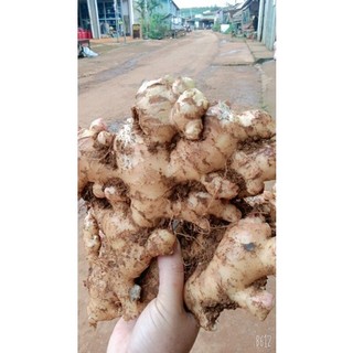 1 KG CỦ GỪNG TƯƠI