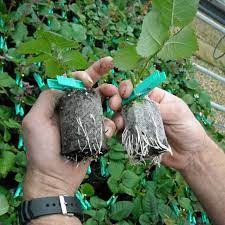 (PHẠM GIA FARM) Viên nén xơ dừa ươm cây, hạt