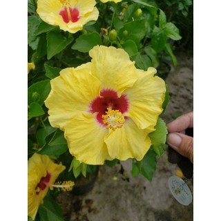 Bông bụp đơn (nhiều màu) tặng kèm phân bón
