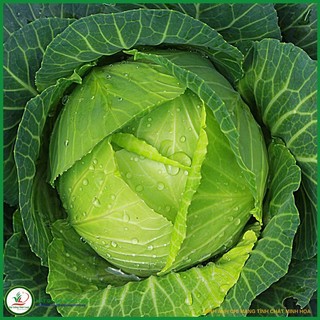 Hạt giống Bắp cải Nhật TN 6 - 1g