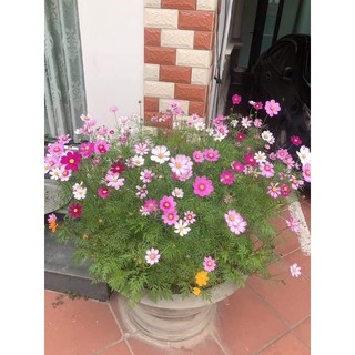 100 hạt hoa sao nhái mix màu