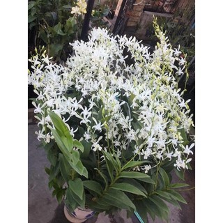 Hoa lan denro nắng thơm cc.white gửi nguyên chậu phi 12