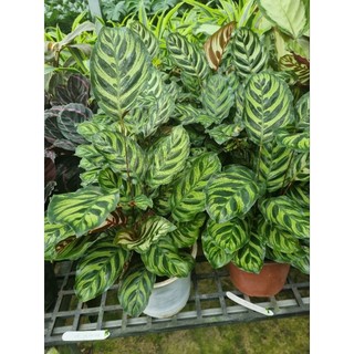 Cây đuôi công chấm bi - Calathea musaica