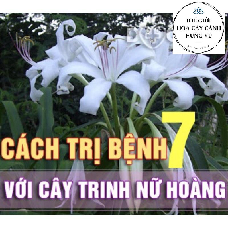 Cây hoàng cung trinh nữ - Cây dược liệu - THẾ GIỚI HOA CÂY CẢNH - cao 40 cm (Ảnh thật).