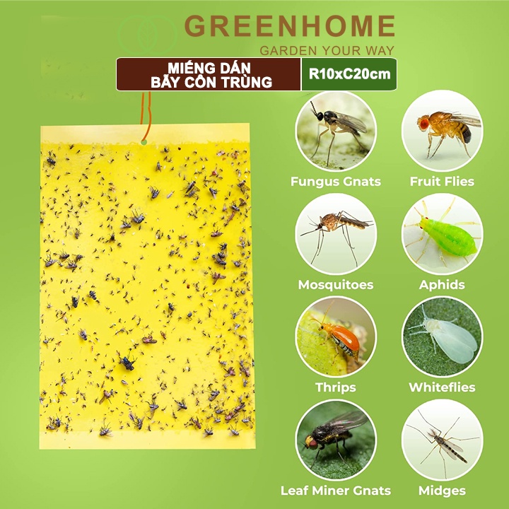Miếng dán bẫy côn trùng Greenhome, R10xC20cm, 2 mặt, siêu dính, hiệu quả, tiết kiệm chi phí, thân thiện môi trường