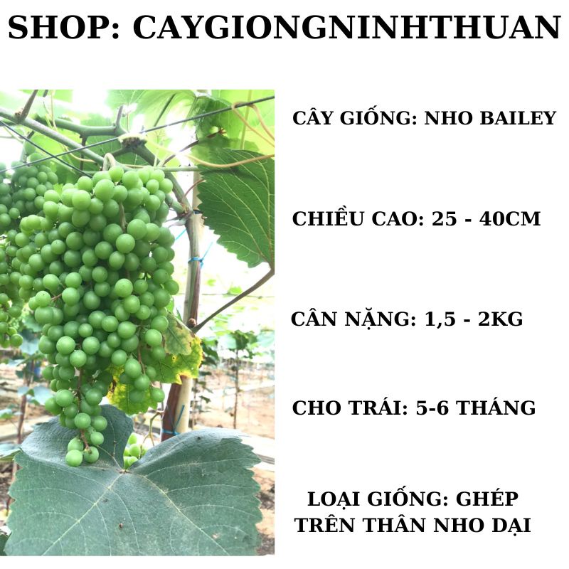 Cây nho giống Bailey Ninh Thuận thân dây leo giàn trồng chậu trên sân thượng NB12