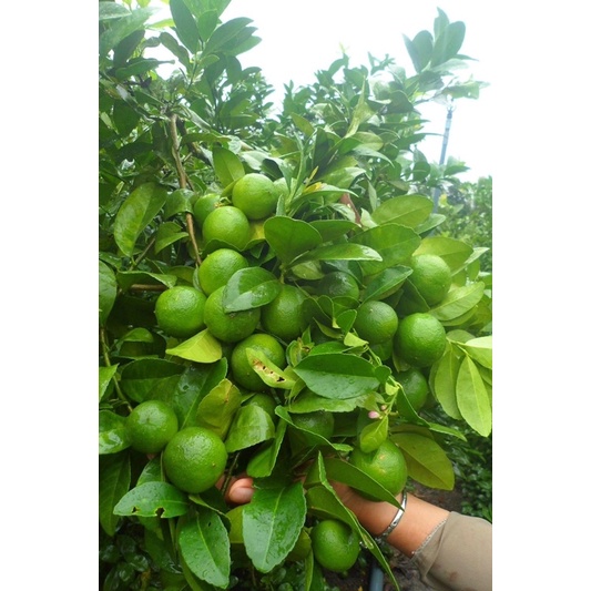 Cây giống chanh tứ quý không hạt