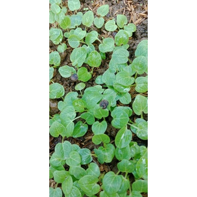 Hoa thượng đỉnh mix màu
