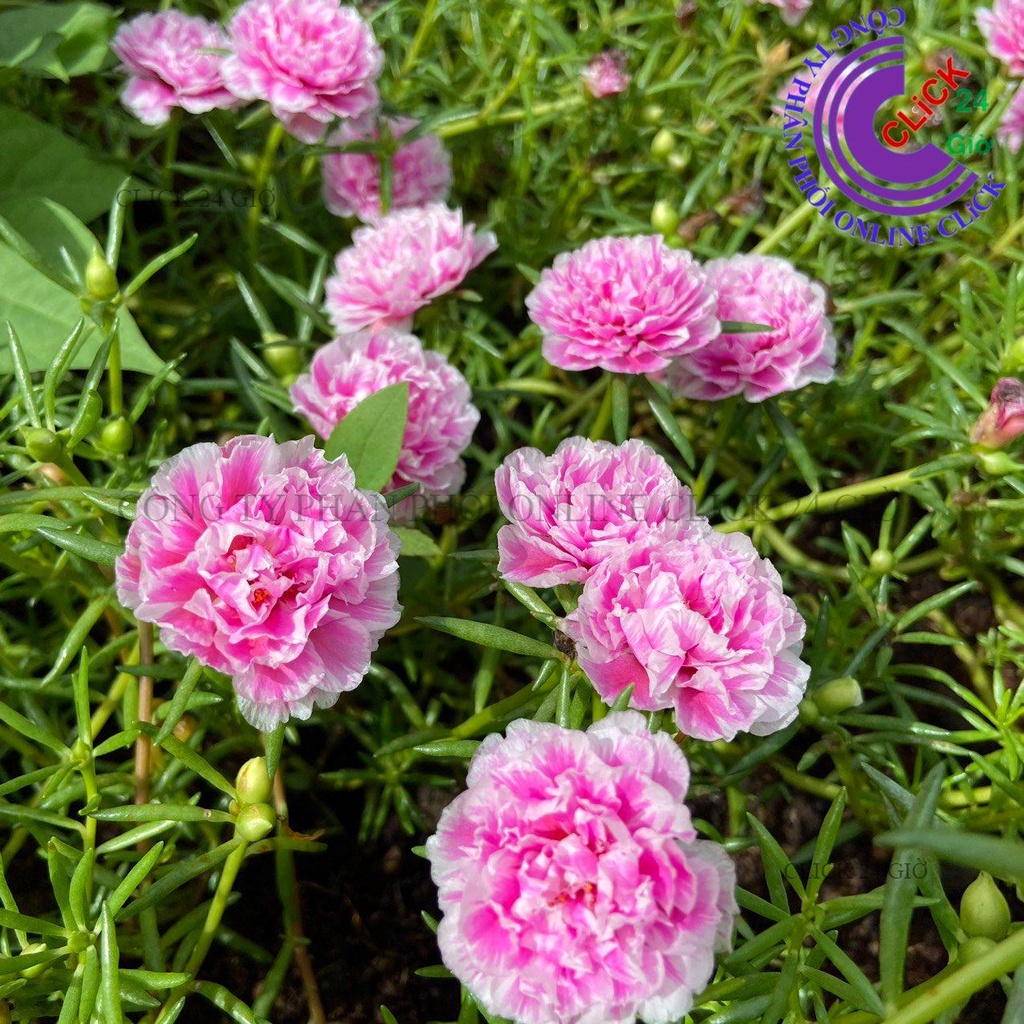 Hoa Mười Giờ SONG HỶ Thái Kép Cành Tơ Siêu Khỏe Ra Rễ Sau 3 Ngày 0867777377