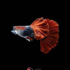 Combo 1 cặp HB Red rose