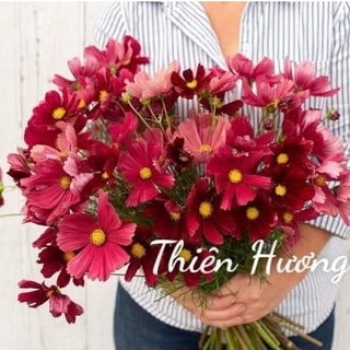 2.500 hạt giống sao nhái đỏ nhung/ cánh bướm đỏ nhung