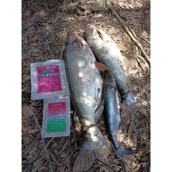 Combo Cám chuyên Tra ĐH1 + cám cốt ĐH