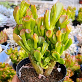 Sen đá ống điếu khoẻ đẹp, dễ chăm sóc