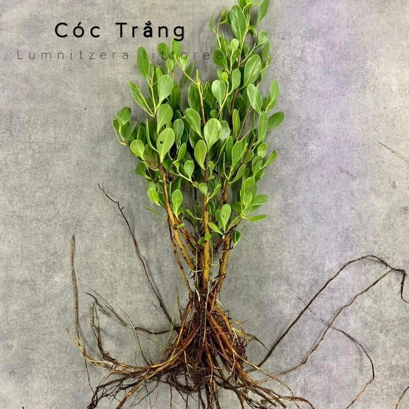Cây Cóc Trắng | Cây bán cạn | Bể Biotop | Shallow