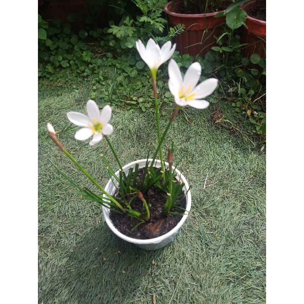 Chậu hoa huệ mưa lily màu hồng ngọt ngào