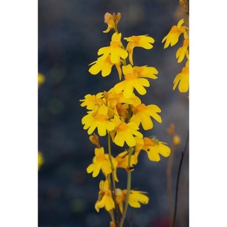 cỏ giấy chrysantha, utricularia chrysantha