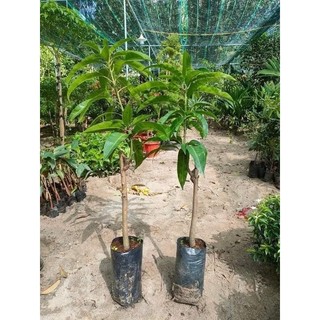 cây XOÀI ÚC ( cây ghép, chuẩn giống)