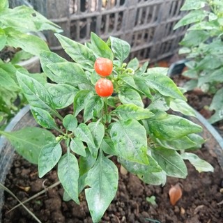 Combo 4 Gói Hạt Ớt Cay ( Kiểng Trái Tròn- Bhut Jolokia- Bonda- Charapita)