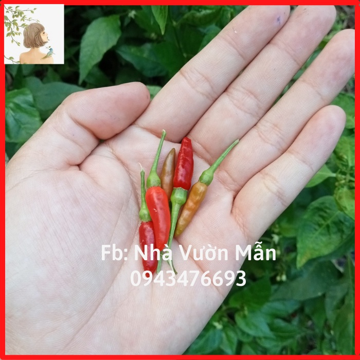 20 Hạt Ớt Mắt Chim Thái Lan