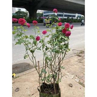 Combo 6 cây hoa hồng ngoại bất kỳ siêu tiết kiệm-Hoangoaimelinh