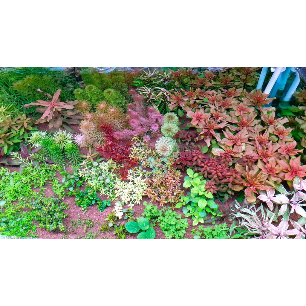 Cây Thủy Sinh Rotala Wallichii - Trồng trung hoặc hậu cảnh cho hồ thủy sinh, hồ cá