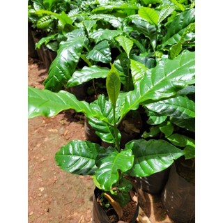 Cây cà phê arabica