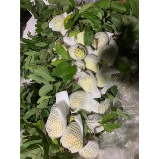xốp bao trái cây [xốp bọc ổi, xốp bọc táo ] Giá rẻ [ 7 x 15cm]