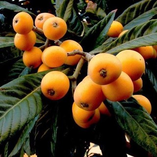 Cây giống biwa giống mới đặc biệt