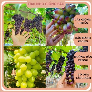 Combo 4 cây nho giống 1 cây nho ngón tay . 1 cây nho xanh . 1 cây nho kẹo . 1 cây nho hạ đen không hạt