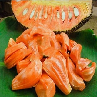 Cây giống mít lùn ruột đỏ siêu quả siêu sớm
