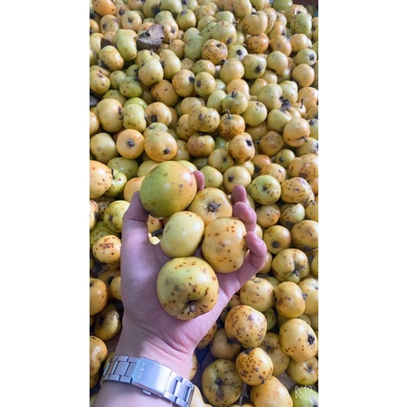 Táo mèo tươi ngâm rượu chuẩn Tây Bắc