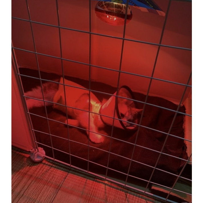 Bóng đèn sưởi dành cho thú cưng - Bóng hồng ngoại