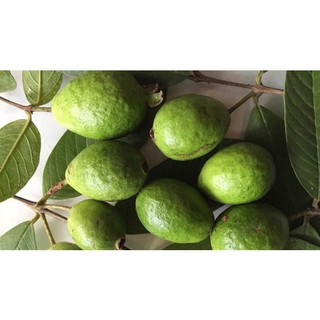 CÂY GIỐNG ỔI SẺ RỪNG.( GIỐNG CHUẨN)