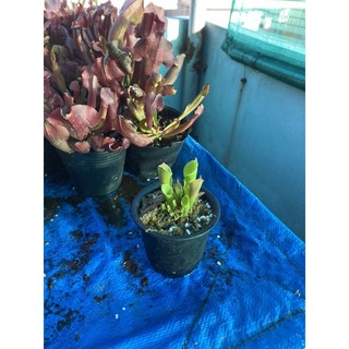 cây bắt mồi , heliamphora minor