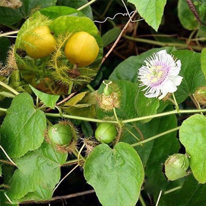 Cây giống lạc tiên nhãn lồng cây trùm bao mua 5 cây tặng thêm 1 cây