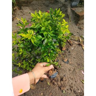 Cây giống lựu đỏ(1 bầu giống 25cm)