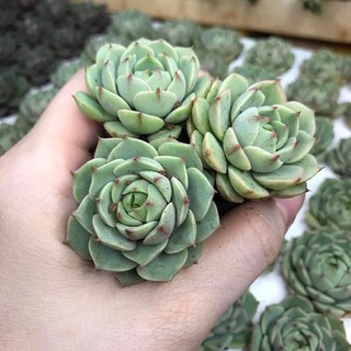 Sen đá Vân Mai size vĩ - sen đá đà lạt giá rẻ