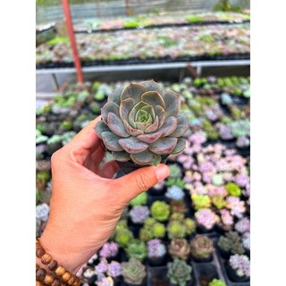 Sen đá bông hồng tím size bầu 4-4,5cm, cây cảnh trang trí nhà cửa thuanphat garden