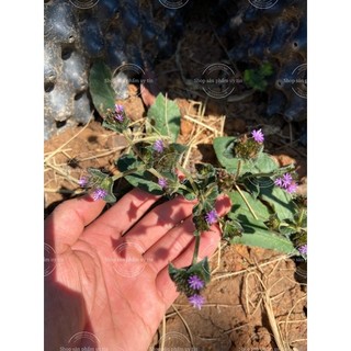 Cây giống cỏ chỉ thiên