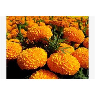 HẠT GIỐNG HOA VẠN THỌ F1  ( GÓI 150 HẠT GIỐNG)