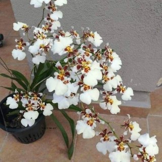 Hoa lan vũ nữ tiểu thần tiên đổi màu hoa lan vũ nữ tiểu thần tiên đổi màu