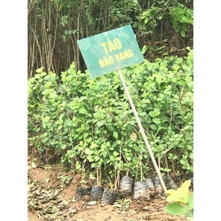 Cây táo đào vàng (táo chua dôn dốt)