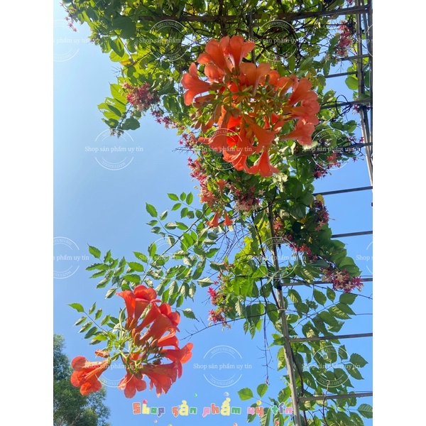 2 cây đăng tiêu