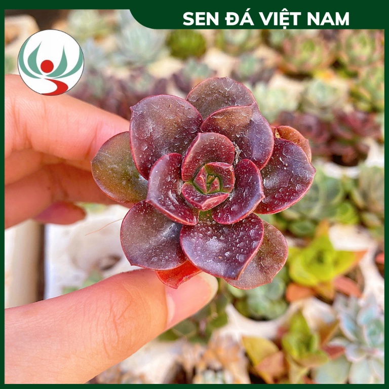 Sen Đá Nhật Nguyệt Đen Size 3-4 cm, XUẤT XỨ VIỆT NAM, ĐÃ THUẦN KHÍ HẬU, SIÊU KHOẺ ĐẸP, Lỗi 1 ĐỔI 1