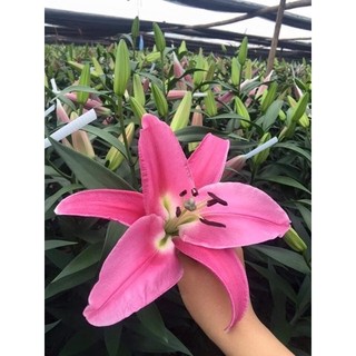 10 củ giống hoa ly cao thơm nhiều màu chơi tết