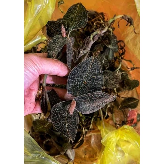 Lan kim tuyến  rừng tươi ngâm rươu