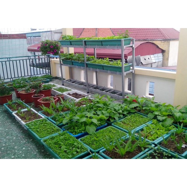 COMBO 2 GÓI PHÂN BÓN RAU XANH