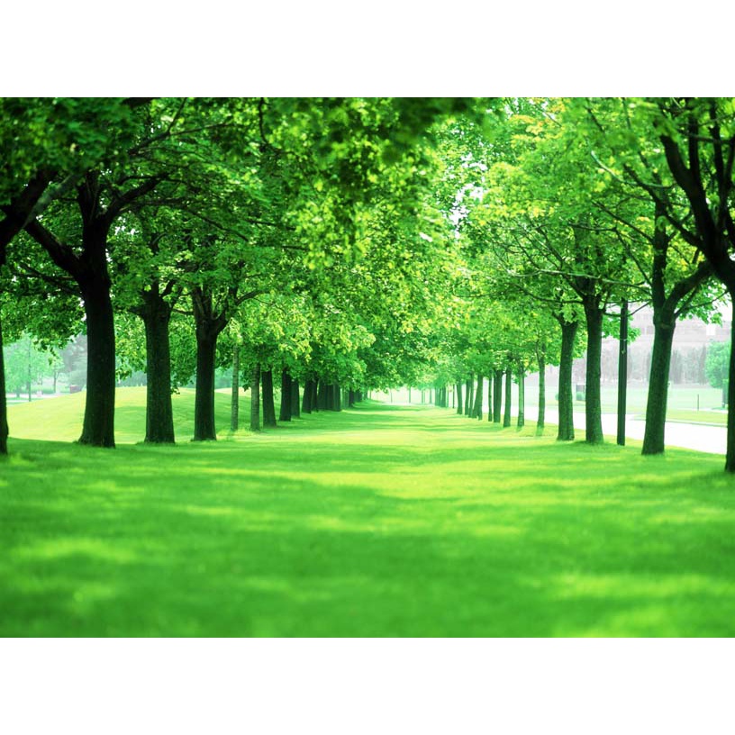 Tranh Dán Tường khung đường nhiều Cây Lá với màu sắc khác nhau In 3D Cao Cấp thiết kế đẹp theo xu hướng