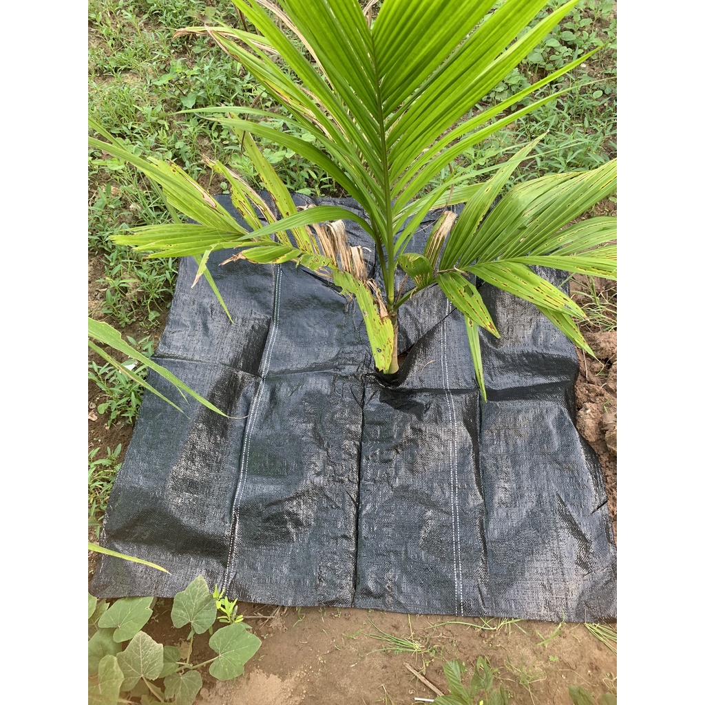 5 TẤM BẠT PHỦ ĐẤT CHỐNG CỎ KHỔ 1.2*1.2m (SHOP BẦU ƯƠM THÔNG MINH, LƯỚI CHE NẮNG,KEO LIỀN SẸO..)