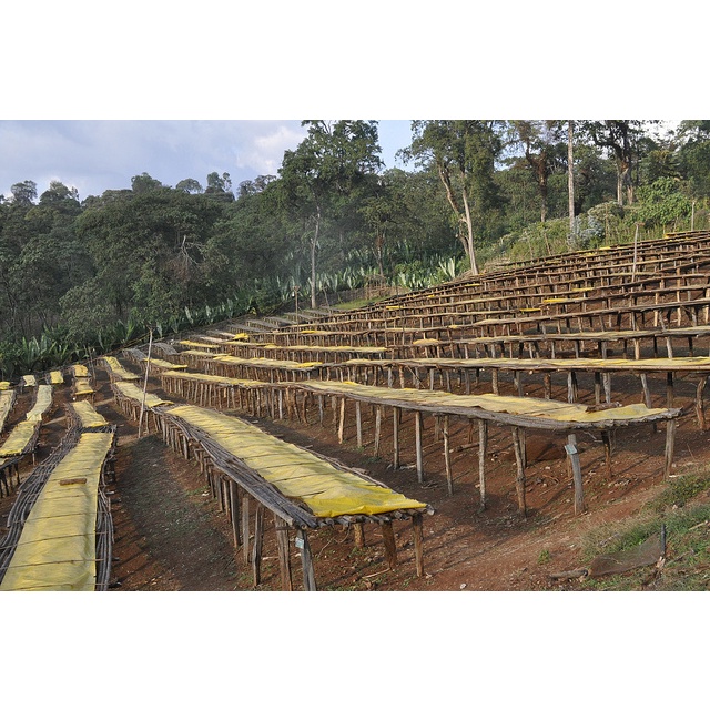 Cà phê nhân xanh Green bean Ethiopia Sidamo Guji Bensa